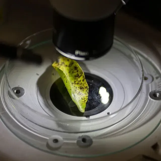 thumbnail for publication: The Florida Plant Diagnostic Network